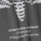 PIGMENT DROPSHOULDER T-SHIRT